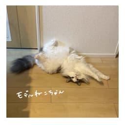 ふわもこのびのびねこ - サムネイル 2