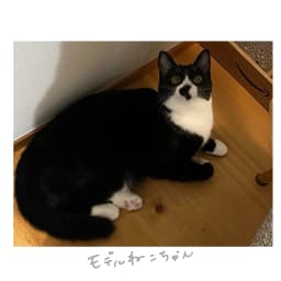 白靴下ねこ - サムネイル 2