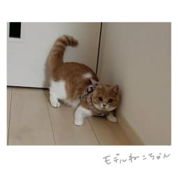 何かとたたかうねこ - サムネイル 2
