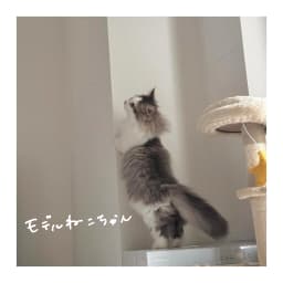 ちょっぴり背伸びねこ - サムネイル 3