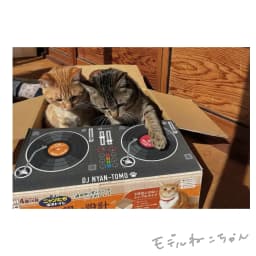 ターンテーブル回すねこ - サムネイル 2