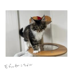 おうさまねこ - サムネイル 3