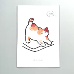 3色の毛のねこ - サムネイル 2